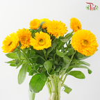 Marigold 《万寿菊》