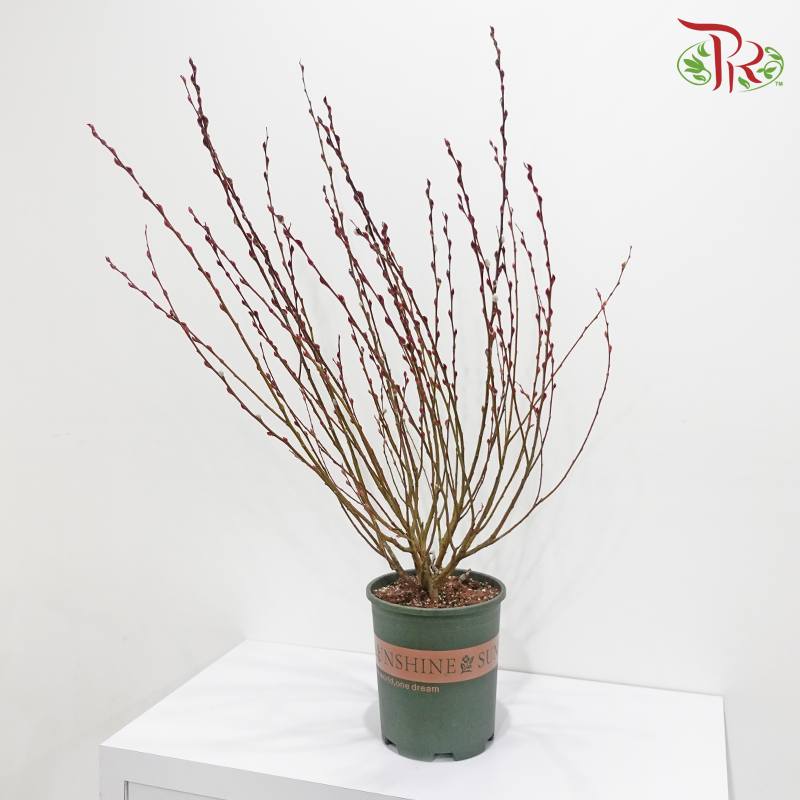 Pussy Willow Plant《银柳》