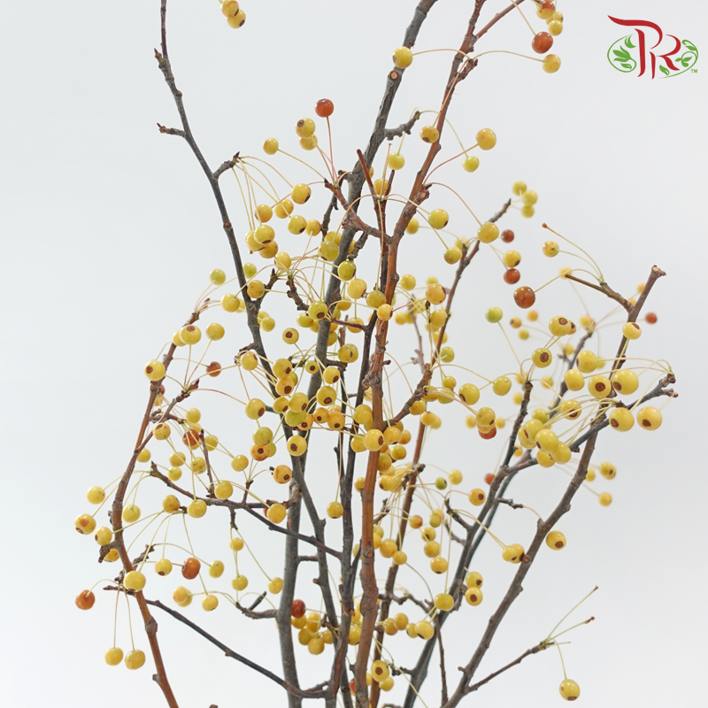 Crab Apple 《海棠》