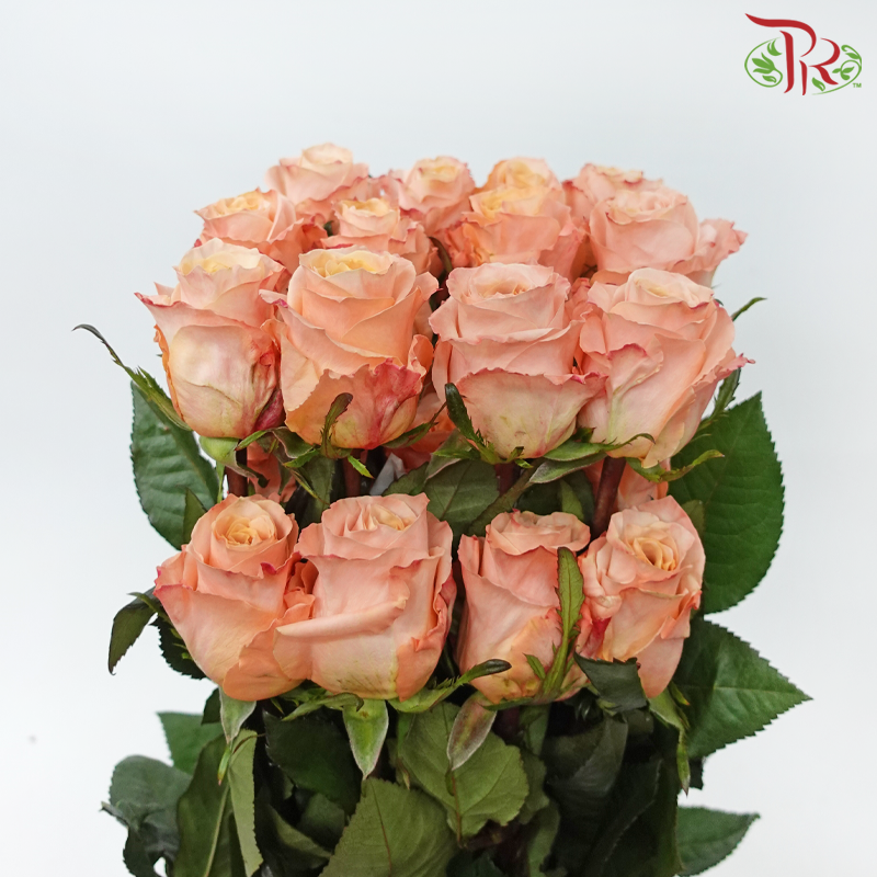 Rose Hearts