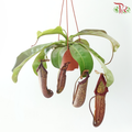 Nepenthes Miranda 150P《翼状猪笼草》