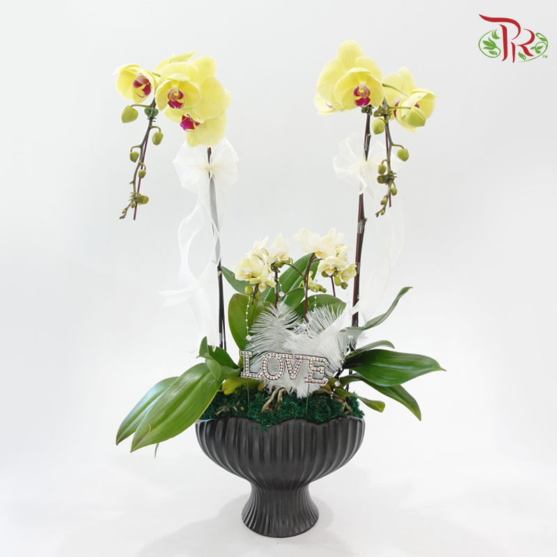 Endless Affection (Random Choose Orchid Color & Deco) (With Deco Options)