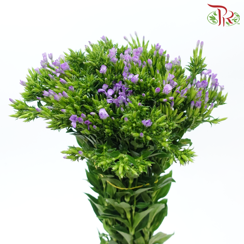 Phlox 《天蓝绣球》