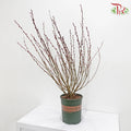 Pussy Willow Plant (TWN)