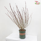Pussy Willow Plant (TWN)
