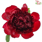 Peony *Small Bud ****FRAGILE