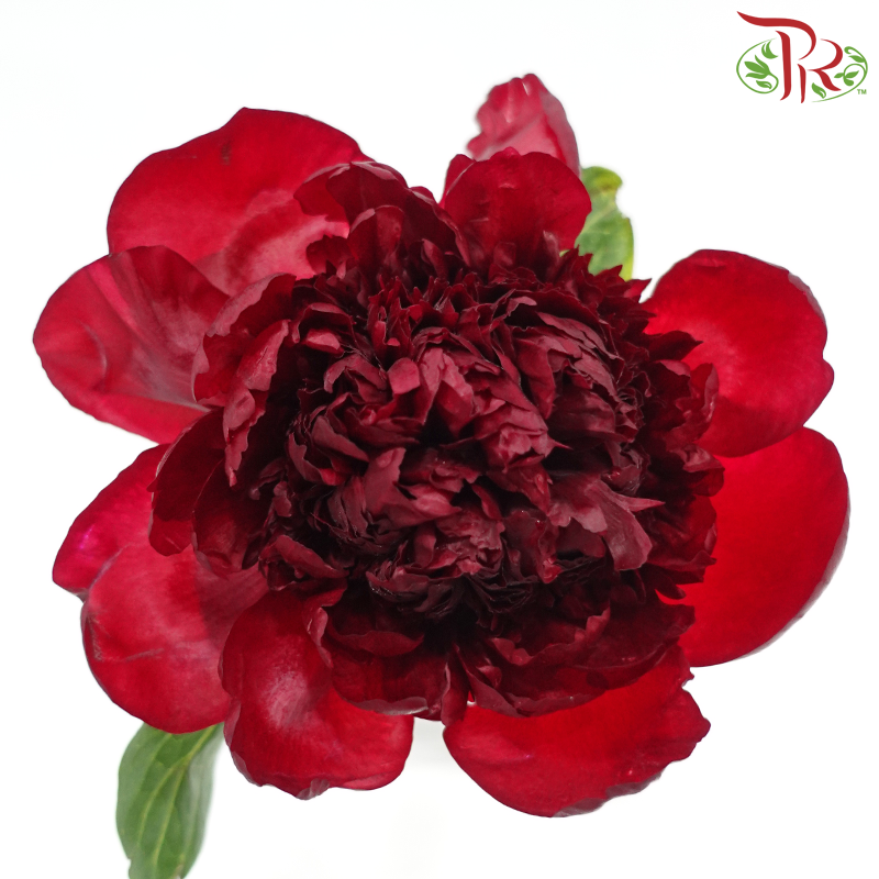 Peony *Small Bud ****FRAGILE