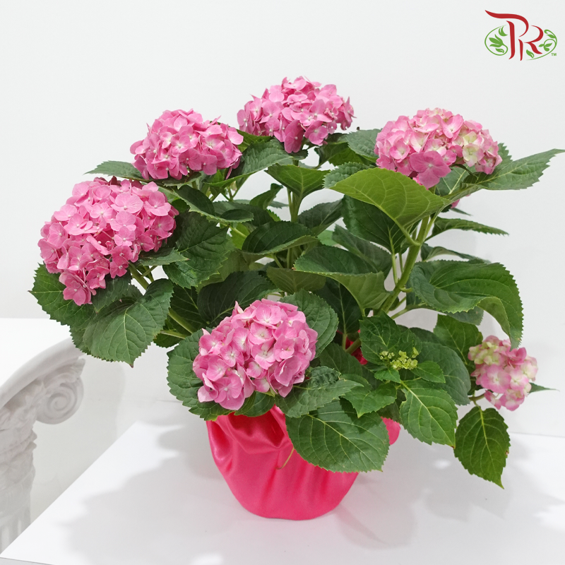 Hydrangea Plant (Random Choose Hydrangea Color & Design)