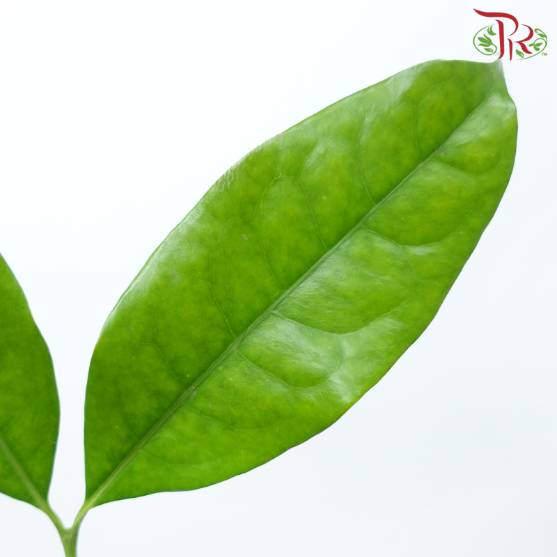 Salal Leaf