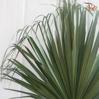 Robusta