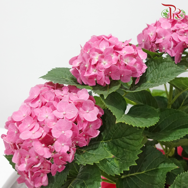 Hydrangea Plant (Random Choose Hydrangea Color & Design)