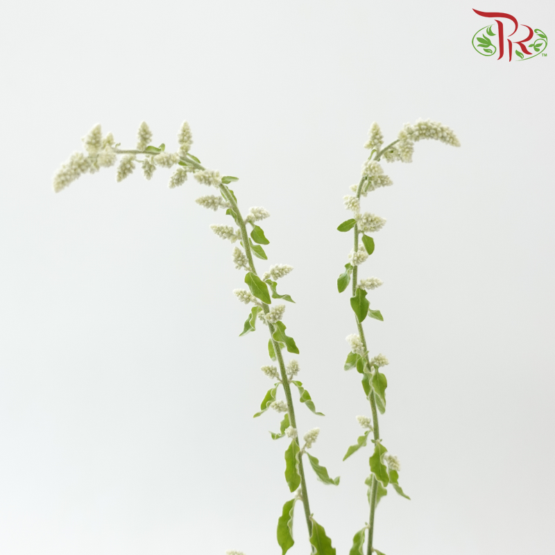 Aerva Javanica