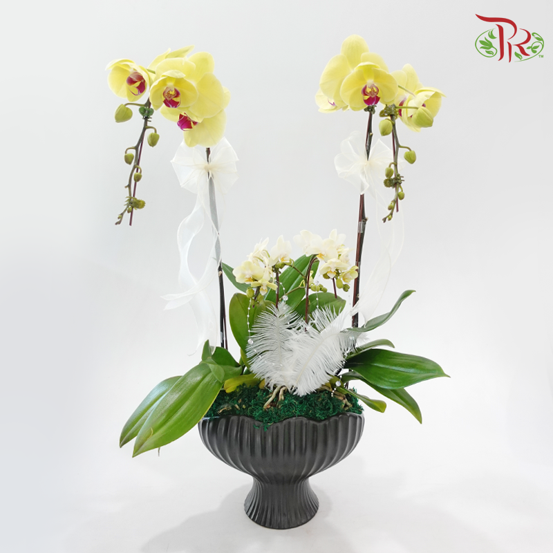 Endless Affection (Random Choose Orchid Color & Deco) (With Deco Options)