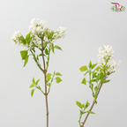 Lilac (Syringa) 《丁香花》