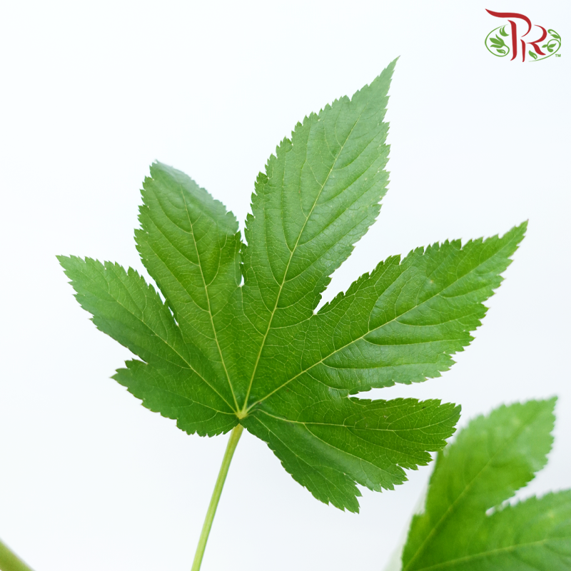 Rubus Trifidus