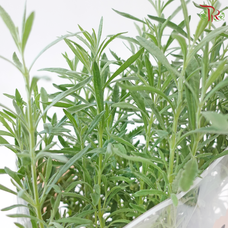 Lavender Grace (Lavender Plant)
