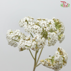 Achillea / Yarrow - White (5 Stems) - Pudu Ria Florist