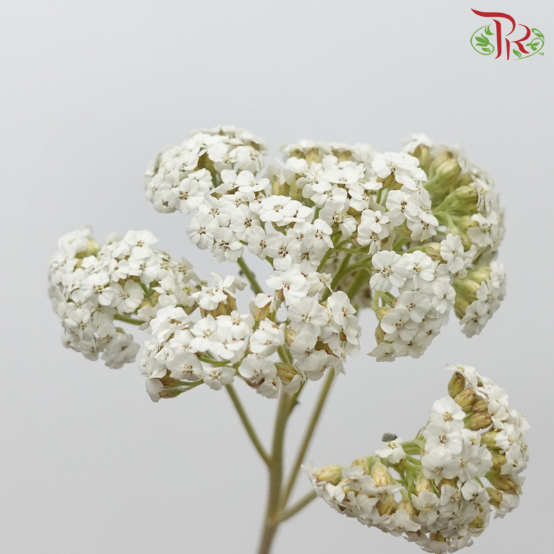 Achillea / Yarrow - White (5 Stems) - Pudu Ria Florist