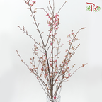 Sakura Blossom《桃花》