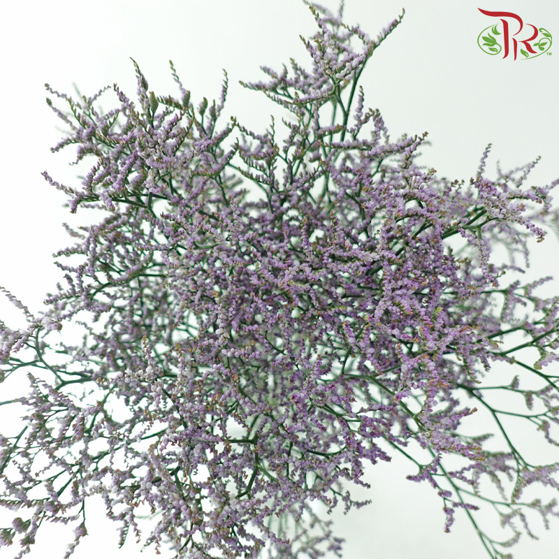 Limonium