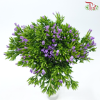 Phlox 《天蓝绣球》