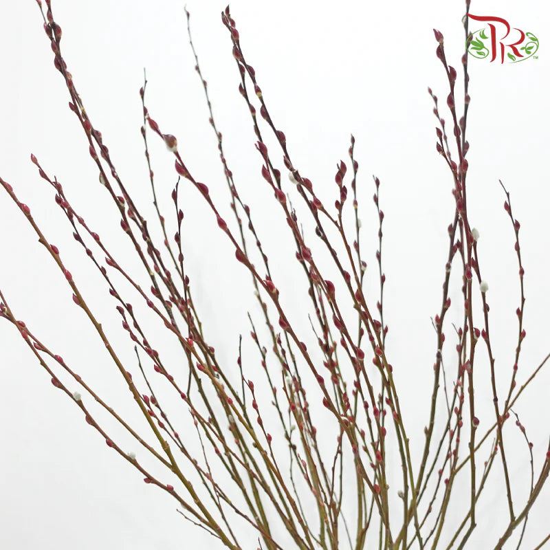 Pussy Willow Plant (TWN)