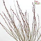 Pussy Willow Plant (TWN)