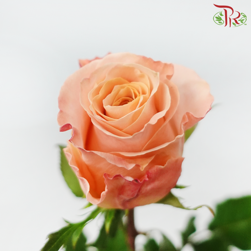 Rose Hearts