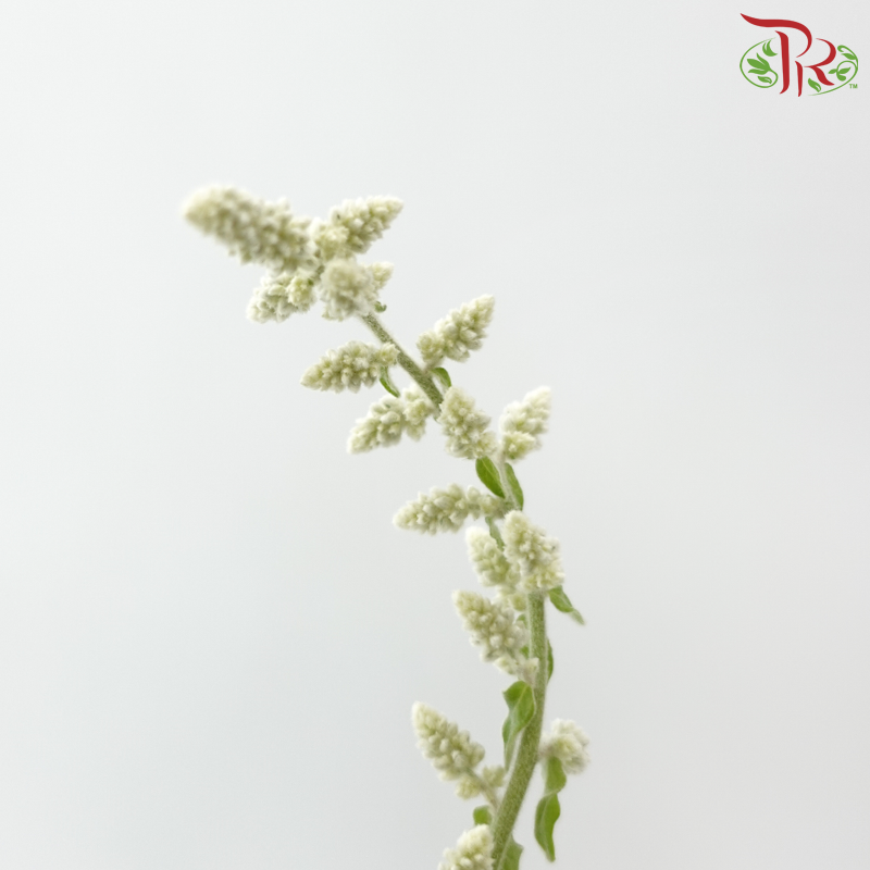Aerva Javanica