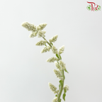 Aerva Javanica