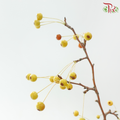 Crab Apple 《海棠》