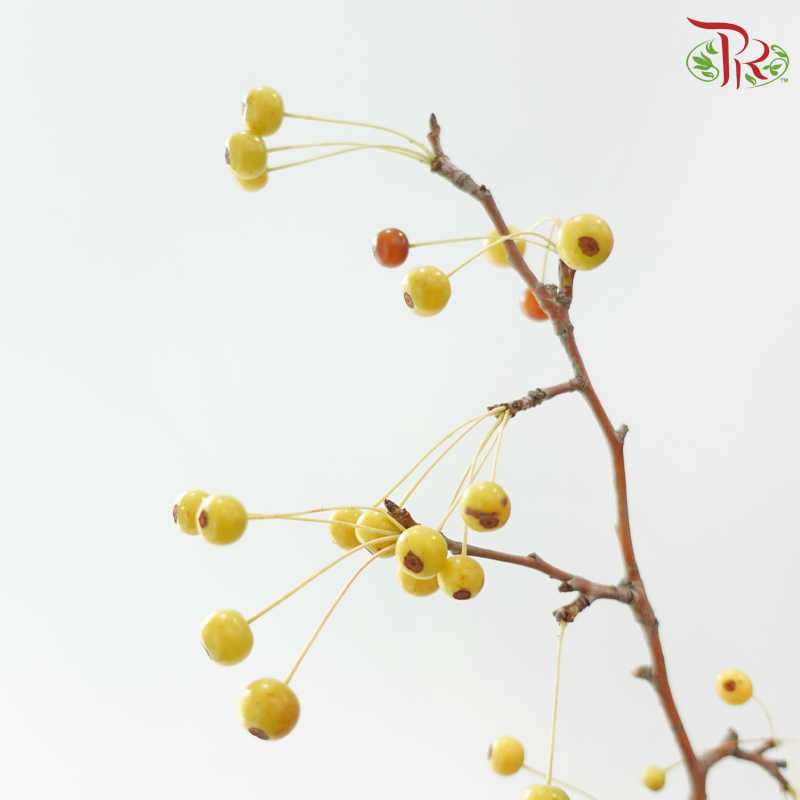 Crab Apple 《海棠》