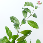 Salal Leaf