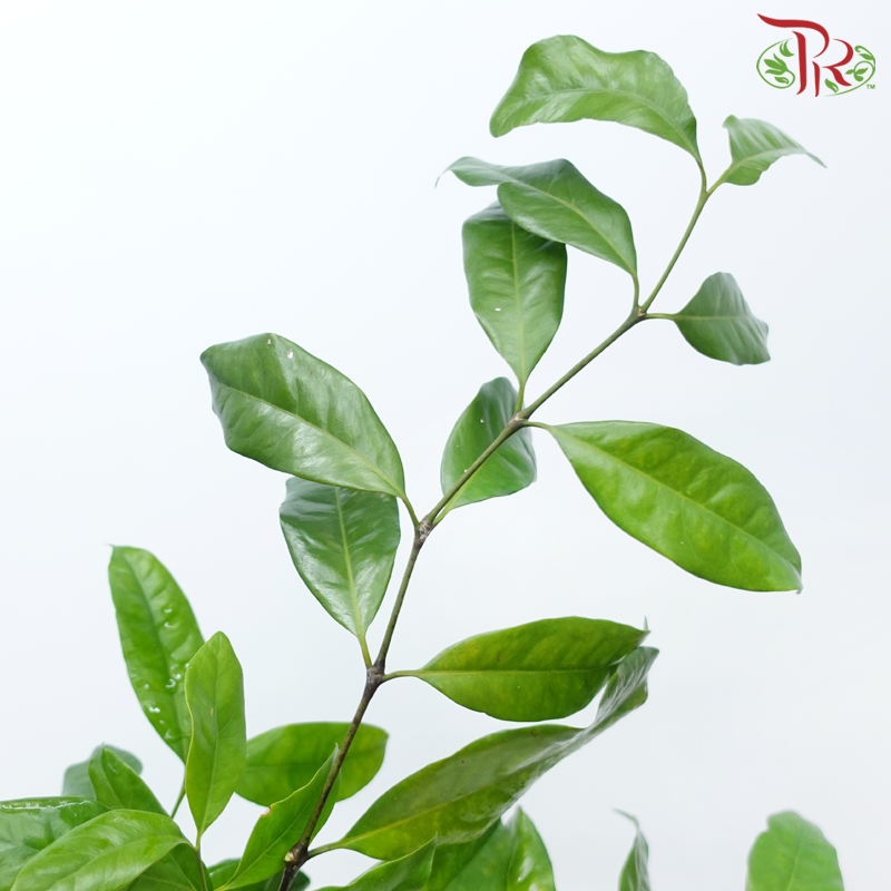 Salal Leaf