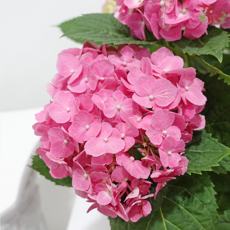 Hydrangea Plant (Random Choose Hydrangea Color & Design)