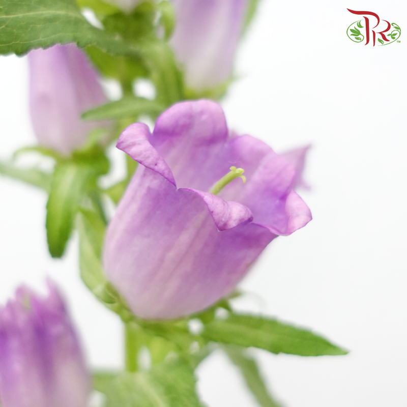 Campanula《风铃草》 - Champion Type