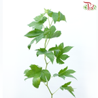 Rubus Trifidus
