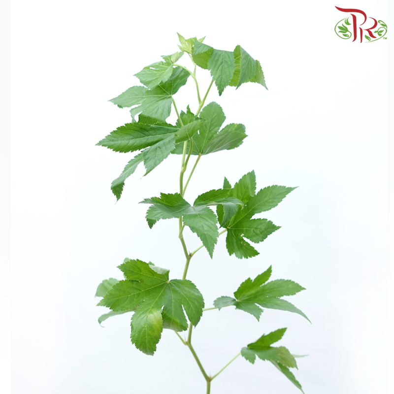 Rubus Trifidus