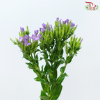 Phlox 《天蓝绣球》