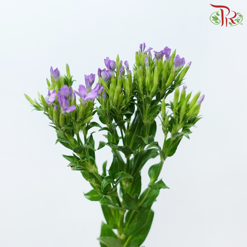 Phlox 《天蓝绣球》