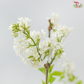 Lilac (Syringa) 《丁香花》