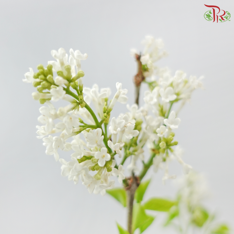 Lilac (Syringa) 《丁香花》