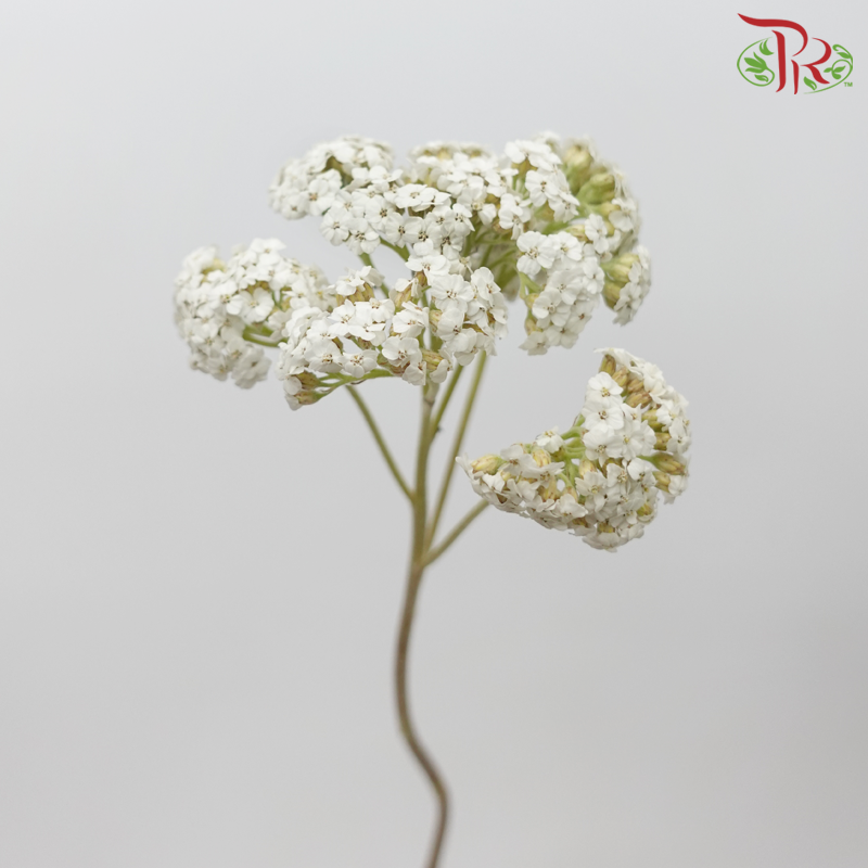 Achillea / Yarrow - White (5 Stems) - Pudu Ria Florist