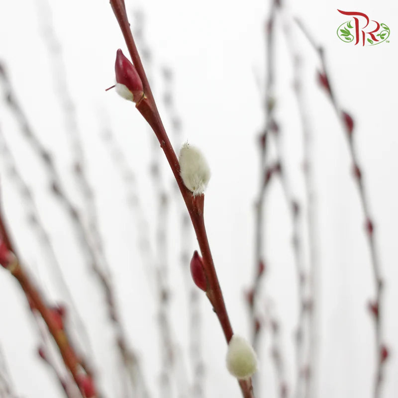 Pussy Willow Lion Head Plant (TWN)