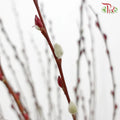 Pussy Willow Lion Head Plant (TWN)