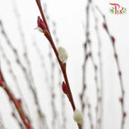 Pussy Willow Lion Head Plant (TWN)