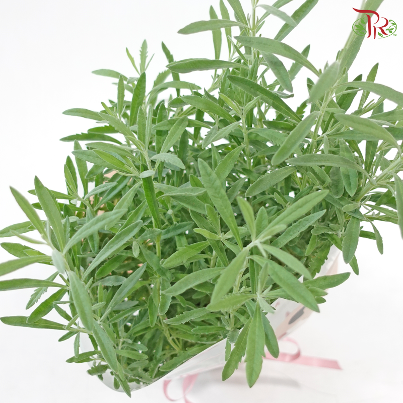 Lavender Grace (Lavender Plant)