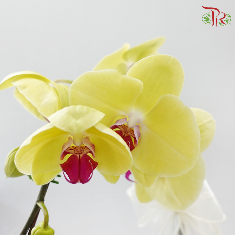 Endless Affection (Random Choose Orchid Color & Deco) (With Deco Options)