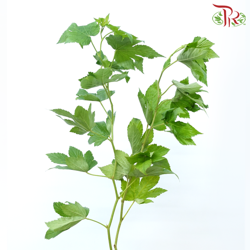 Rubus Trifidus