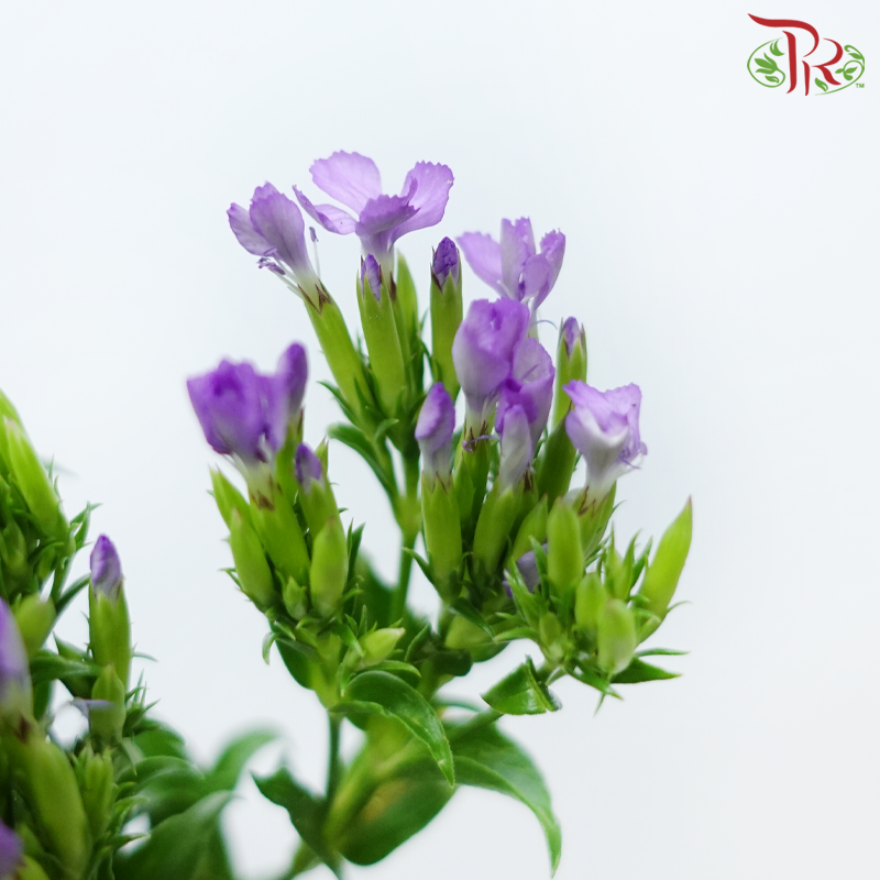 Phlox 《天蓝绣球》